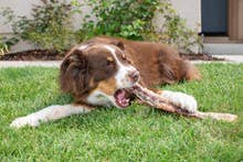 Beef Trachea by Natural Cravings