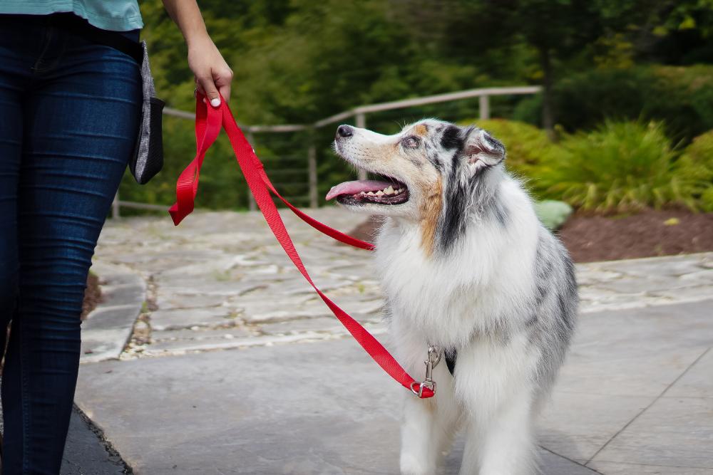 Multi-Function Leash