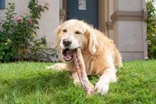 Beef Trachea by Natural Cravings