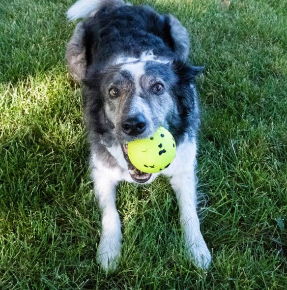 Pet Palette Distribution - KONG® Reflex Ball Dog Fetch Toy Large