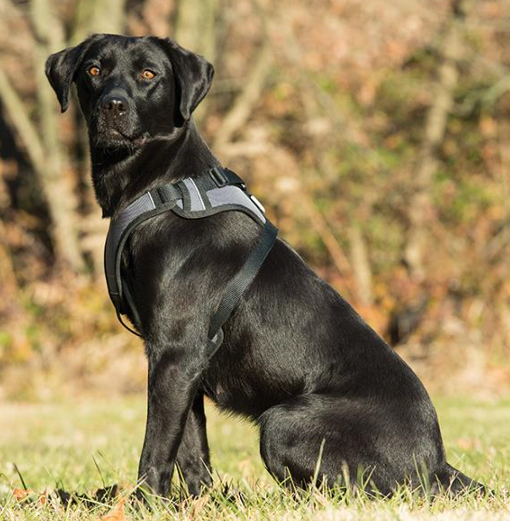 Heavy Duty Harness